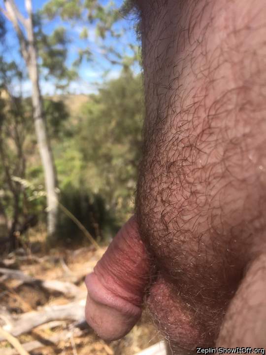 Cock getting some air in the great outdoors