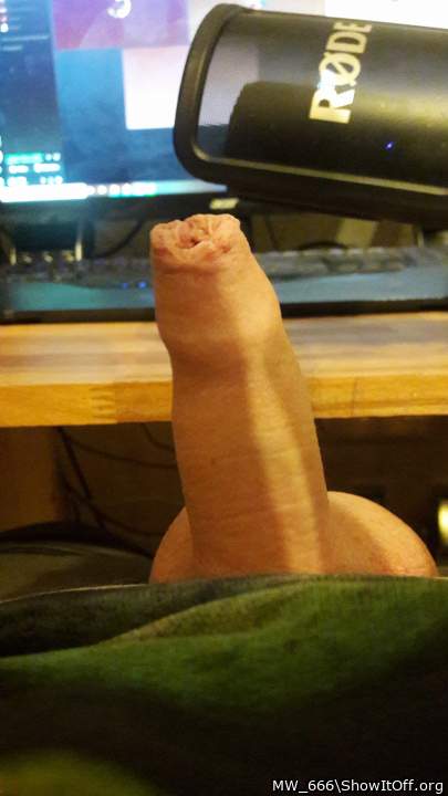 Photo of a middle leg from MW_666