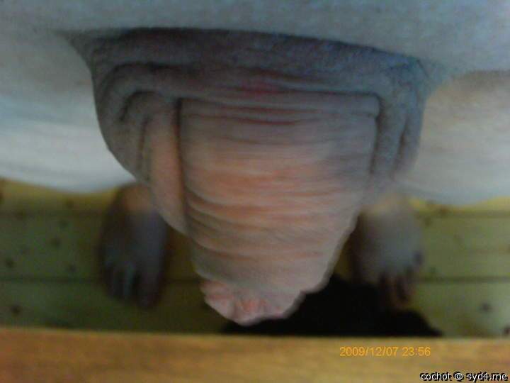 Photo of a short leg from cochot
