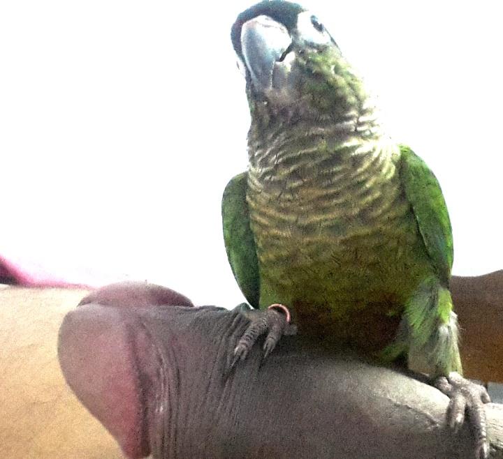 &#128523; parrot with prey  ... nice and STRONG beak !!  