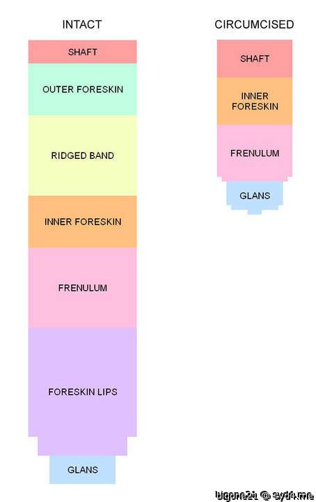 This graph indicates loss of sensitivity by circumcision