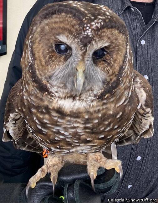 The Superb Owl Loves Hooters! Hoot Hoot