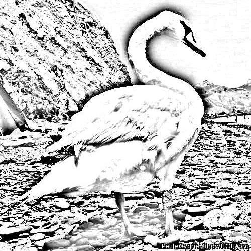 Petite Cygne