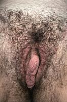 photo of muff
