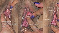 photo of crotch